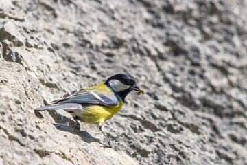 Mésange Charbonnière
