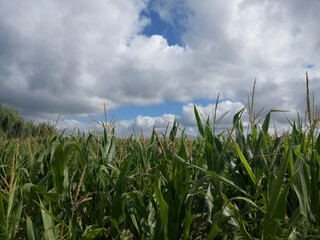 Corn Field Under Blue Sky