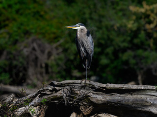 Great Blue Heron standing on one leg on the log against green trees