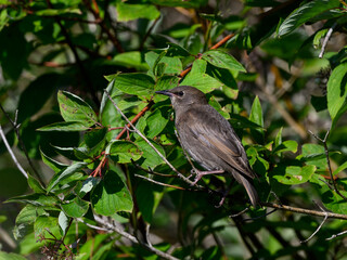 European Starling chick sitting on tree branch in summer 