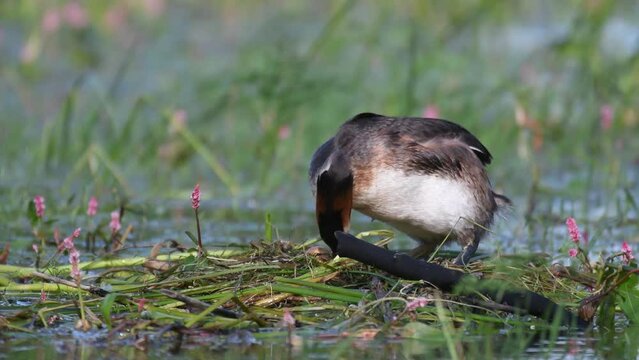 Great crested grebe Podiceps cristatus on nest. The bird turns over the eggs in the nest.