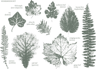 Oak, grape, ivy, yarrows, maple leaf, mulberry, nettles, fern. Set of dried herbs and natural plants and bees - herbarium logo collection  - 525946339