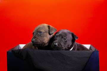 Perritos, cachorros en una pequeña caja y posando sobre un fondo rojo. Concepto veterinarias y tiendas para mascotas.