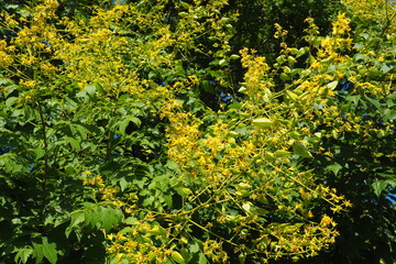 Koelreuteria paniculata is a species of flowering plant in the family Sapindaceae. A tree blooming...