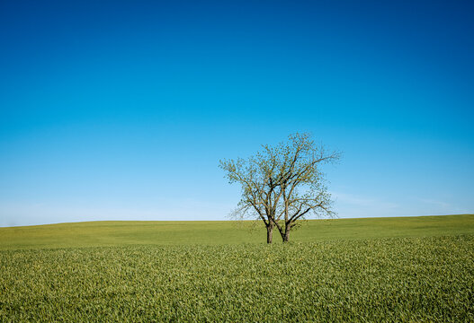 Two lone trees in a farm field of green with blue sky, Kentucky