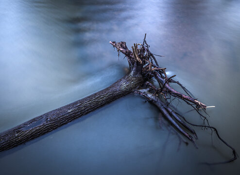 long exposure of fallen tree in water with roots