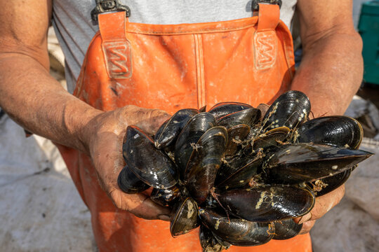 Mussel Harvesting, Bar Harbor, Maine