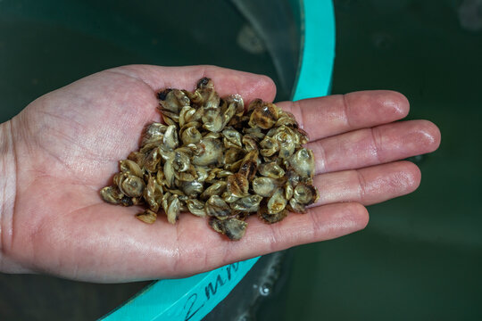 Oysters Grown in Lab, Mook Sea Farm, Walpole, Maine