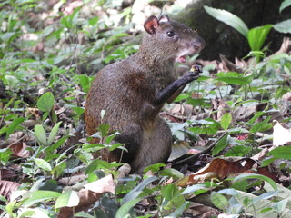 Una Guatusa alimentandose en el bosque tropical del caribe costarricense