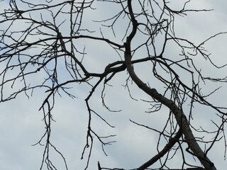 Ramas secas de un arbol del caribe, Costa Rica
