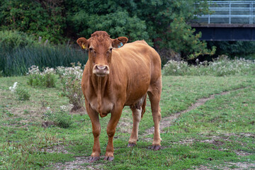 A cow in the field, countryside