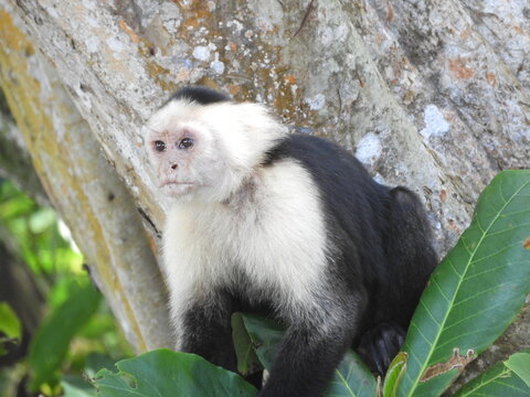 Mono cariblanco  en el bosque tropical del caribe costarricense