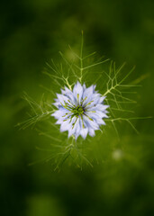 Top view of beautiful blue love-in-a-mist or devil in the bush flower in the garten. Gardening concept. Selective soft focus with blurred background. Copy space. (Nigella damascena)