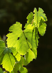 Green fresh grape leaf with tendrils and young leaves in a beautiful backlight. Autumn magic mood. Copy space.