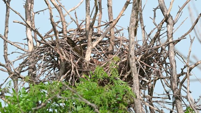 Common Kestrel Falco tinnunculus. The bird is sitting in the nest. Close up.