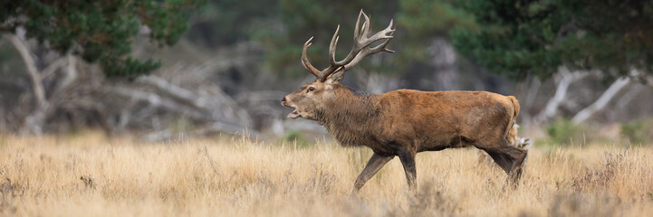 Red deer, cervus elaphus, roaring on dry field in autumn rutting season. Stag calling on pasture in Hoge Veluwe. Antlered mammal bellowing on meadow in national park.