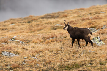 Tatra chamois, rupicapra rupicapra tatrica, standing on mountains in autumn nature. Horned animal looking on dry grass. Wild goat watching on rocks in fall.
