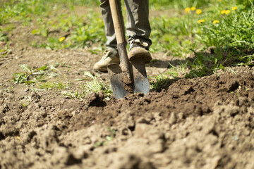 Guy is digging ground in garden. Planting potatoes in Russia. Gardener is working. Digging up soil.