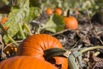 An orange pumpkin lays on the ground in a pumpkin patch in Seattle area