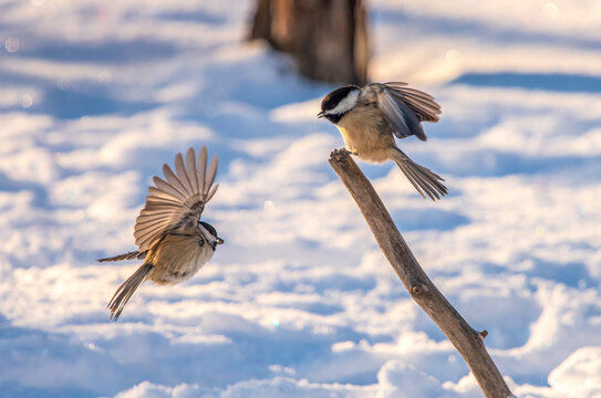 chickadees playing in winter