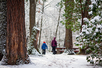 Fototapeta na wymiar Parent and child walking away down path in snowy Lithia Park, Ashland, Oregon