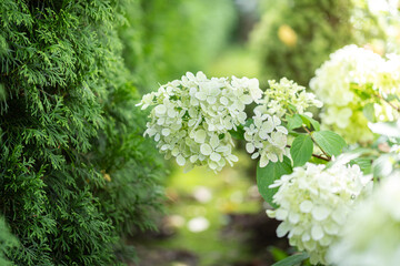 Hydrangeas in the garden