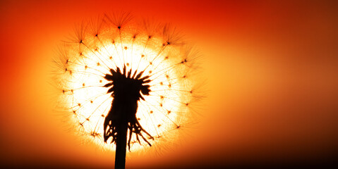 Dandelion on the background of sunset. close up