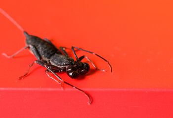 whip scorpion on red background stage podium