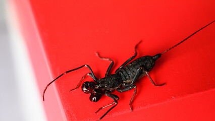 whip scorpion on stage podium red background top view