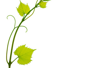 Fresh grapevine with leaves isolated on white. Twig of a grapevine . Green spring vine leaves.