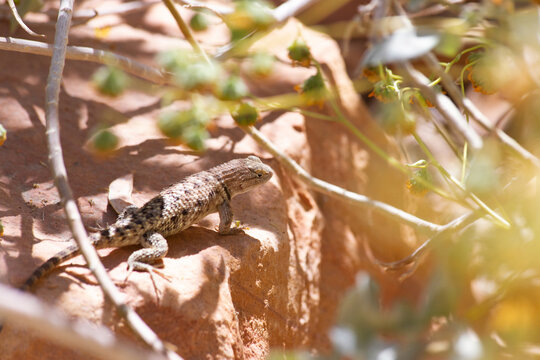 Sceloporus magister desert spiny lizard perches perfectly camouflaged among the red rocky desert brush
