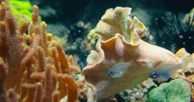 Wild small freshwater juvenile fish swims in typical temperate river biotope aquarium. Family Cyprinidae. Rhodeus uyekii amarus, European bitterling. Ocean coral reefs, rocky shore. Underwater life.