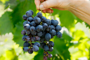 The hand holds a ripe brush of black grapes on a background of green leaves.