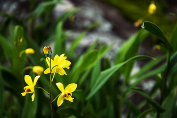  beautiful orchid. Yellow Spathoglottis orchid in the forest