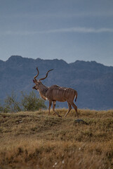 Fototapeta premium antelope in the wild