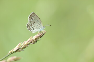 butterflies mating on grass leaves