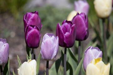 Purple Tulips in a bed