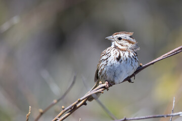 Sparrow perched on a tree limb