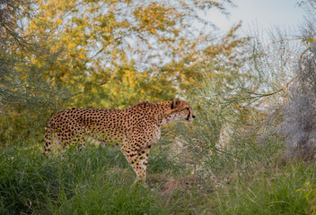 leopard in the trees