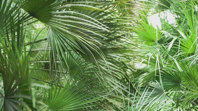 Palm tree leaves moving in slow wind