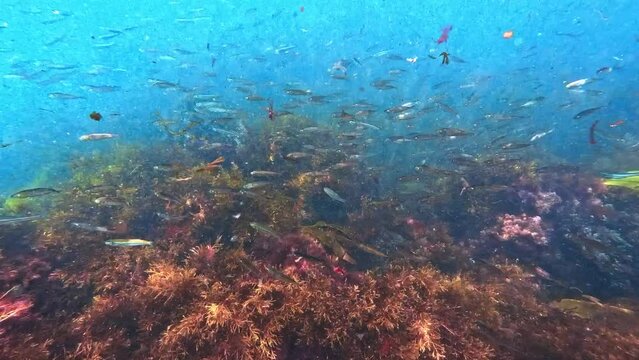 school of small fish under the sea with mario rocky floor in the background
