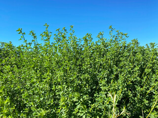 Fototapeta na wymiar tall garden wall fence hedge green grass weed branches blue clear sky nature landscape