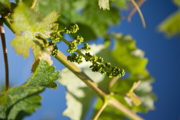 Early Spring grapes on the vine called fruit set.