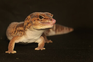 An African fat tailed gecko is sunbathing before starting his daily activities. This reptile has the scientific name Hemitheconyx caudicinctus.