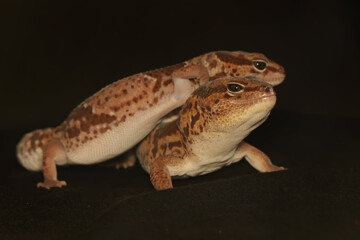 A pair of African fat tailed geckos are getting ready to mate. Selective focus with black BG. This reptile has the scientific name Hemitheconyx caudicinctus.
