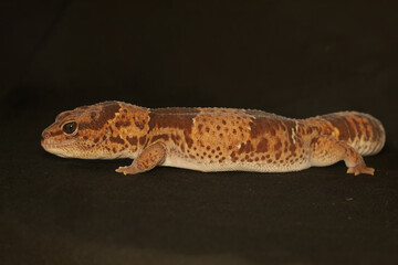 An African fat tailed gecko is sunbathing before starting his daily activities. This reptile has...