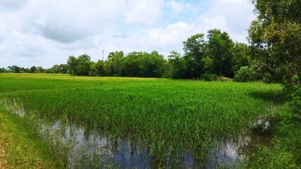 rice farm
