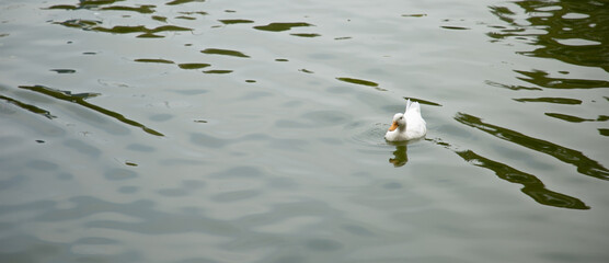 Pato blanco nadando en un estanque, naturaleza y armonía