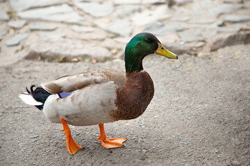 Patos paseando y nadando en un estanque, naturaleza y armonía