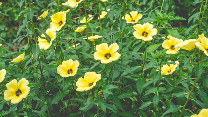 Fototapeta premium Beautiful yellow wild flower in the meadow under the sun. Natural background